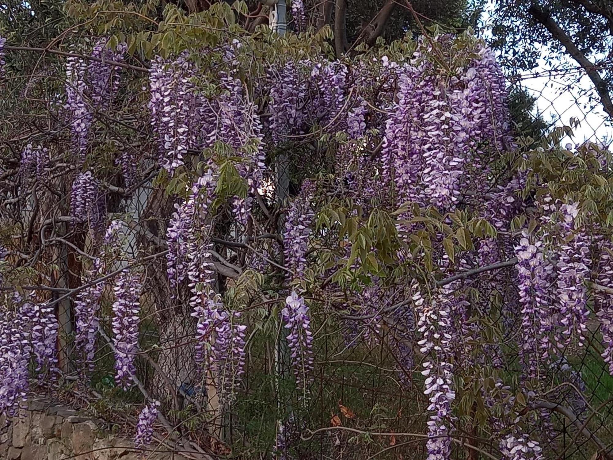 Appartamento Acra Melia PalaiónTsiflíkion Esterno foto